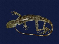 藏品(斯文豪氏攀蜥)的圖片